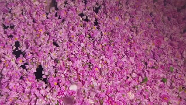 Rose Oil, Pink Pork, Roasting Bags