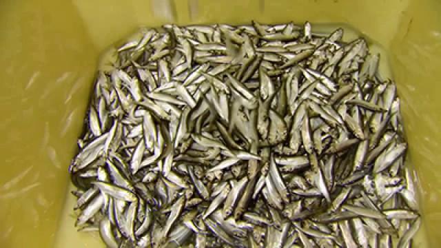 Whitebait, Doggy Chocs, American Beef