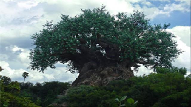 Disney Parks: Disney's Animal Kingdom