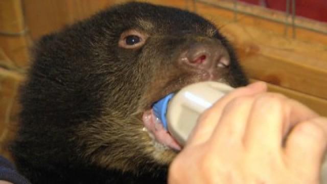 Saving Species