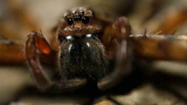 Giant Huntsman Spider