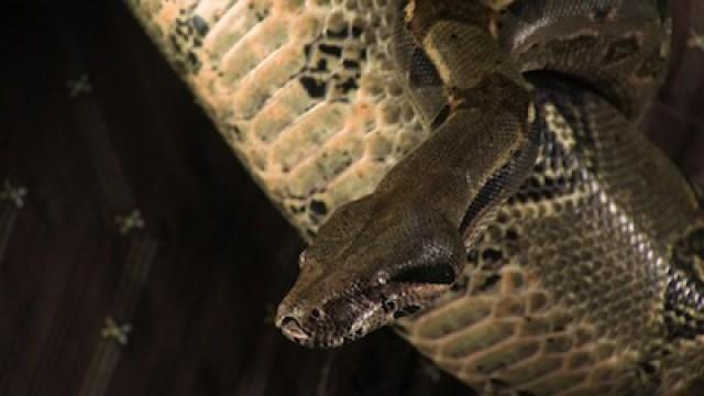 Invasive Species: The Story of Bunny