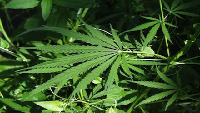 How Weed Works: THC