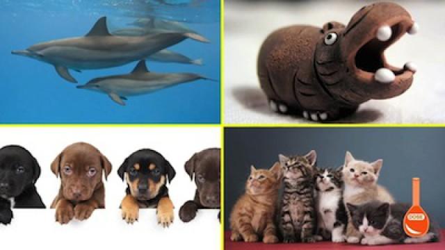 The Origins of Cute