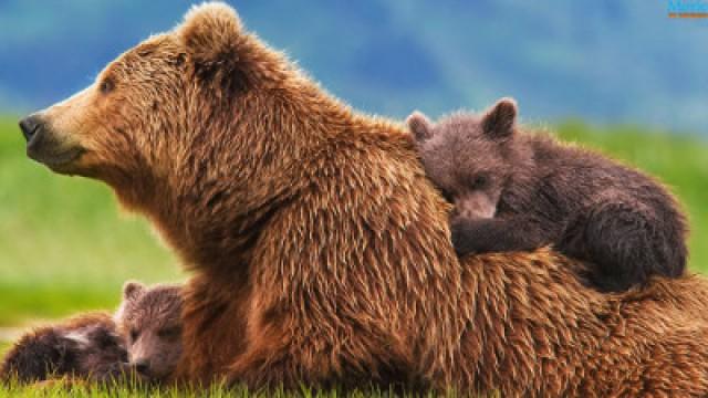 Bears