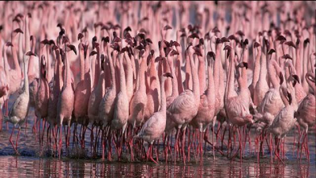 The Crimson Wing: Mystery of the Flamingos