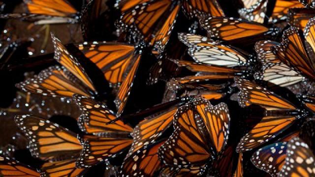 Wings of Life