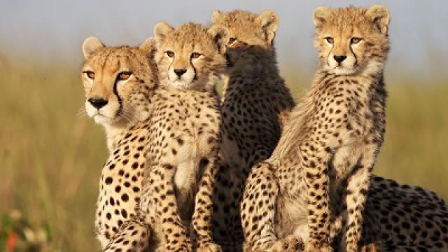 African Cats