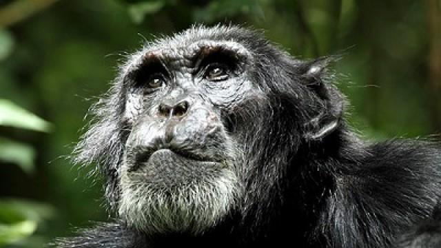 Chimpanzee