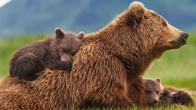 Bears