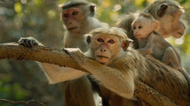Monkey Kingdom