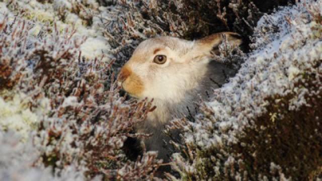 Winterwatch 2013 - Episode 2