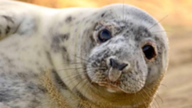 Winterwatch 2013 - Episode 3