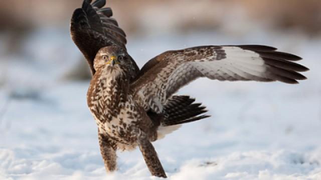 Winterwatch 2012