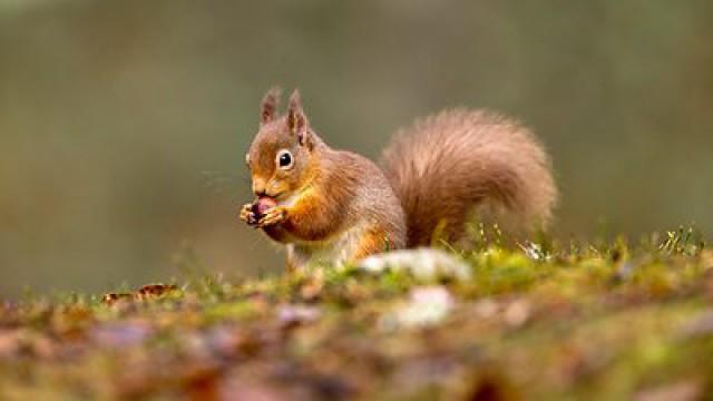 Winterwatch 2015 - Episode 1