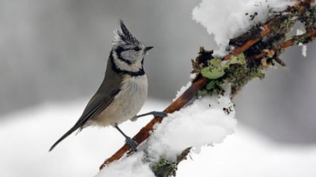 Winterwatch 2015 - Episode 2
