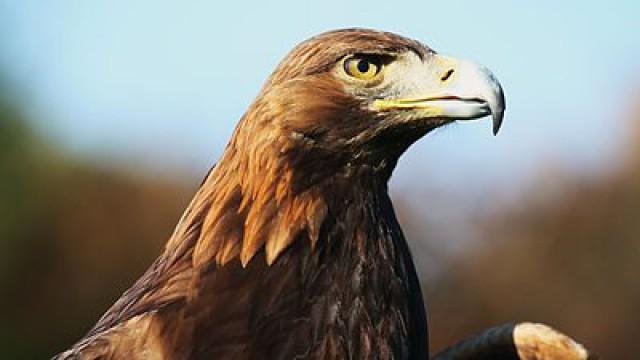 Winterwatch Unsprung 2015 - Episode 3