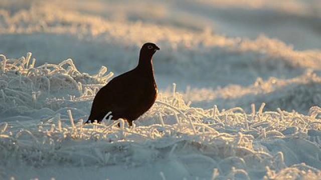 Winterwatch Unsprung 2015 - Episode 4