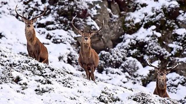 Winterwatch 2015 - Episode 3