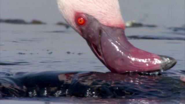 Curious Feeders