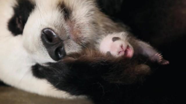 Extreme Babies