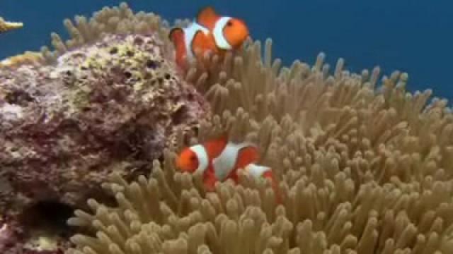 Terre : la grande aventure de la vie - Les poissons