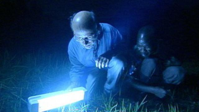 Der Tod kommt nachts - Kampf gegen Malaria