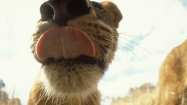 Caméras espion chez les rois de la savane