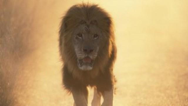 Lions, crocodiles : dans la gueule des prédateurs