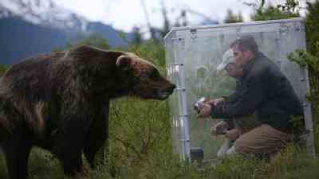 Ours : dangereux prédateurs ou animaux en danger ?