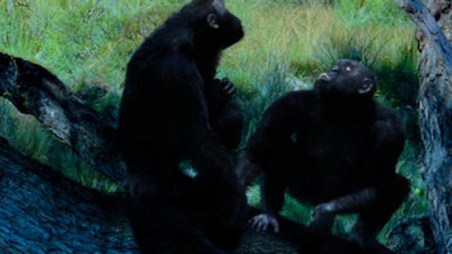 Los prehominidos