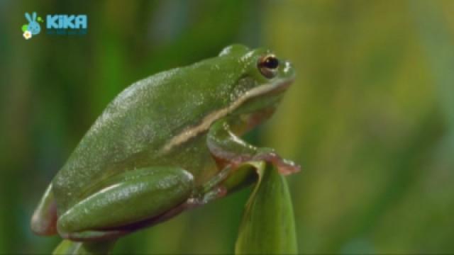 Keks und der Tümpelspringer - Frosch