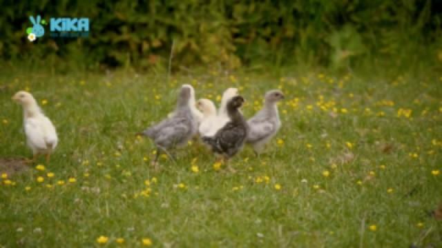 Keks auf Kükensuche - Hahn