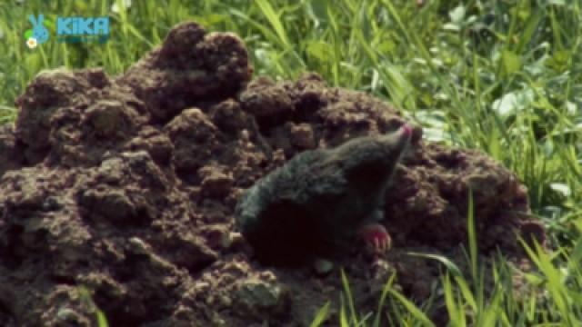 Keks und die weltbesten Hügel - Maulwurf