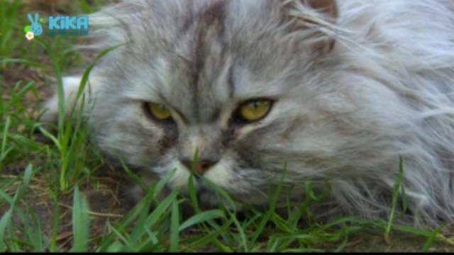 Keks und der verschwundene Ball - Katze