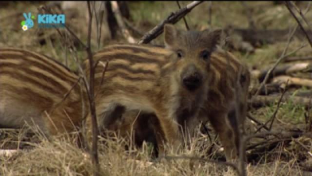 Keks und das Schlammbad - Wildschwein