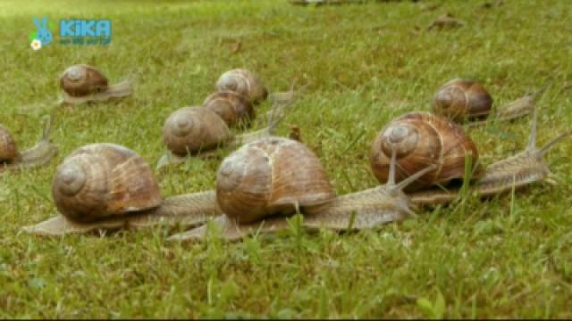 Keks und die Schnecken-Meisterschaft - Schnecke