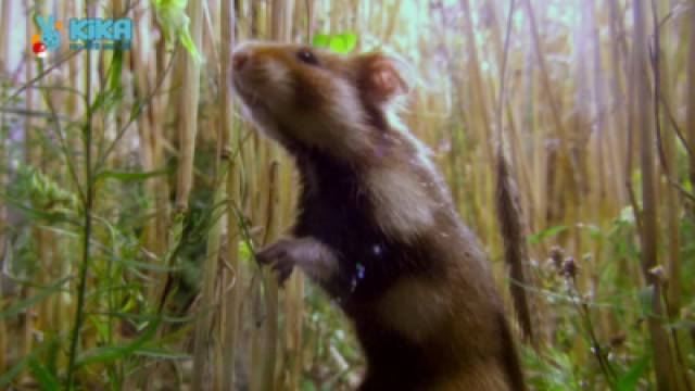 Keks und die dicksten Backen der Welt - Hamster