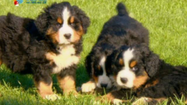 Keks und die Minikekse - Hunde
