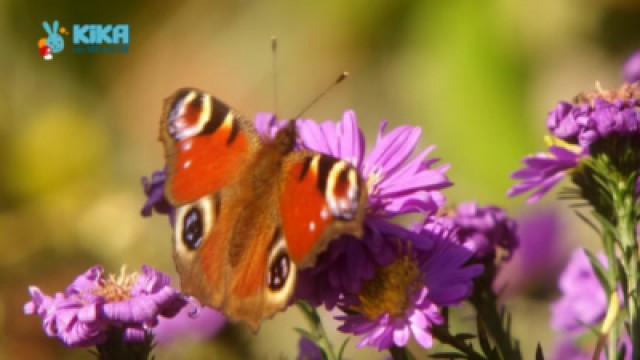 Keks und das bunte Flattern - Schmetterling