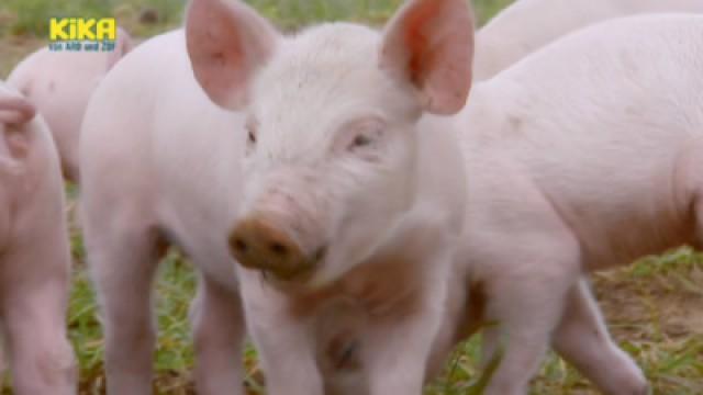 Keks und die wilde Bande - Schwein