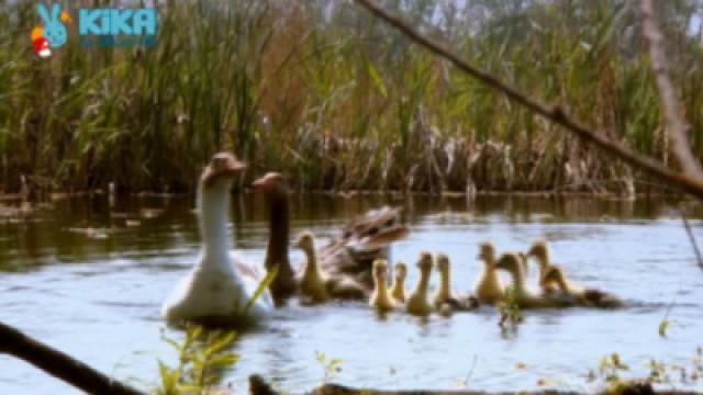 Keks und das große Schnattern - Gans