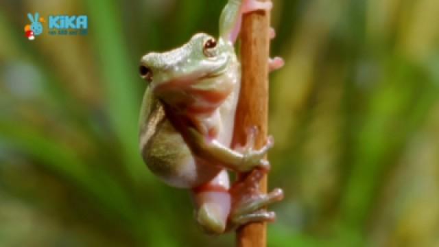 Keks und die Fliegenfalle - Frosch