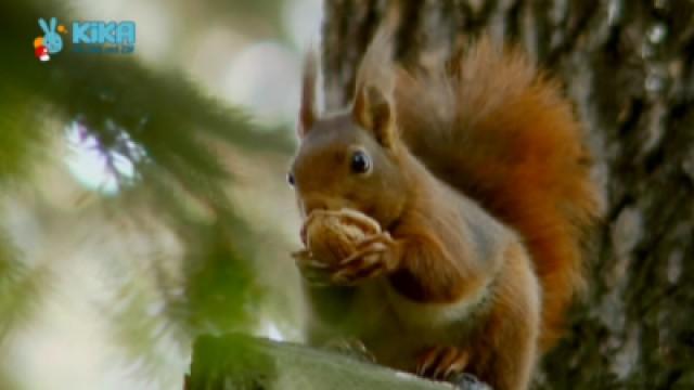 Keks und die fliegende Nuss - Eichhörnchen