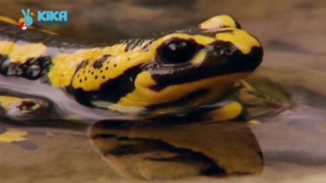 Keks und die Blubberblasen - Feuersalamander