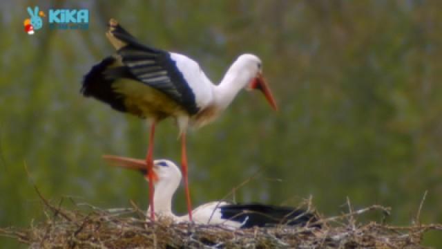 Keks hört es Klappern - Storchenpaar (Storch 1)