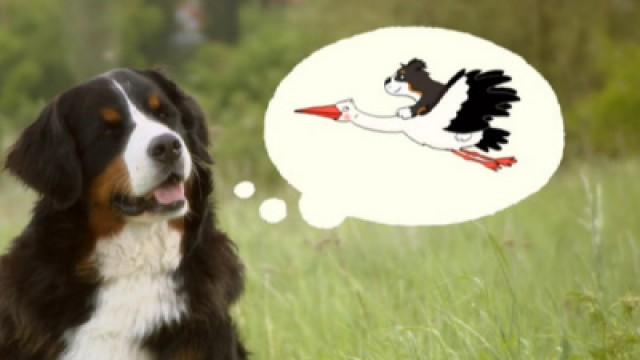 Keks träumt vom Fliegen - Storchenbabys (Storch 2)