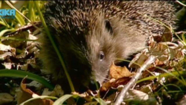 Keks und der Kugelkaktus - Igel