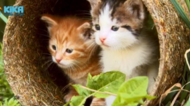 Keks und die Ausreißer - Katzenbabys