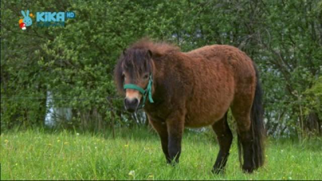 Keks und die sonderbaren Äpfel - Pony